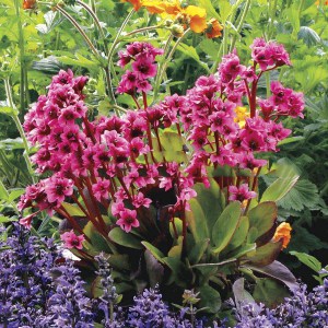 Bergenia sercolistna (Bergenia cordifolia) Flirt zdjęcie 1