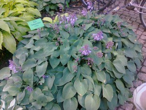 Funkia (Hosta) Hadspen Blue zdjęcie 1