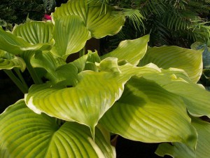 Funkia (Hosta) Winter Snow zdjęcie 1