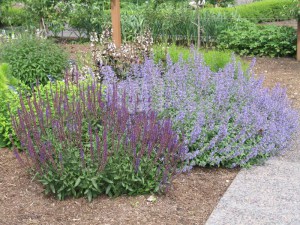 Kocimiętka (Nepeta racemosa) Walker's Low 3
