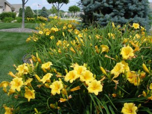 Liliowiec (Hemerocallis) Stella D'oro c3 zdjęcie 2