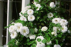 Powojnik (Clematis) Duchness of Edinburg c2 zdjęcie 2