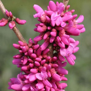 Judaszowiec chiński (Cercis chinensis) Don Egolf c4 zdjęcie 2