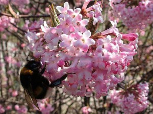 Kalina bodneńska (Viburnum bodnanense) Dawn zdjęcie 2