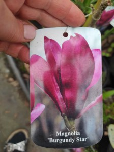 Magnolia Burgundy Star c5 zdjęcie 4