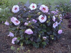 Hibiskus bylinowy (Hibiscus moscheutos) Perfect Storm zdjęcie 2