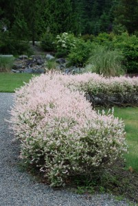 Wierzba (Salix integra) Hakuro Nishiki c3 zdjęcie 2