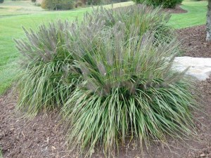 Trawa rozplenica japońska piórkówka (Pennisetum) Moudry zdjęcie 2