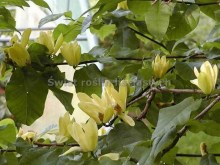 Magnolia brooklińska (Magnolia brooklynensis) Yellow Bird c12 zdjęcie 2