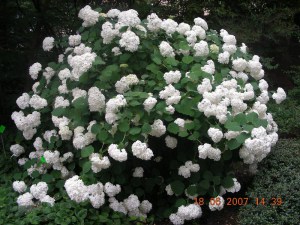 Hortensja drzewiasta (Hydrangea arbor.) Annabelle c3 zdjęcie 2