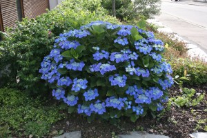 Hortensja ogrodowa (Hydrangea) Blaumeise zdjęcie 2