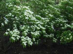 Dereń kousa (Cornus kousa) Milky Way c5 zdjęcie 2