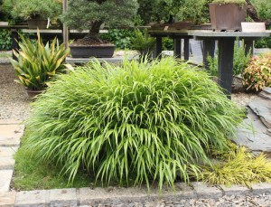 Trawa bambusowa (Hakonechloa macra) Nicolas zdjęcie 2