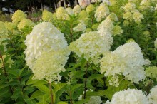 Hortensja bukietowa (Hydrangea paniculata) Limelight c2 zdjęcie 2