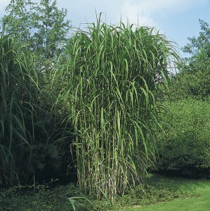 Miskant olbrzymi (Miscanthus giganteus) Floridulus zdjęcie 2