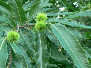 Kasztan jadalny (Castanea sativa) c2 zdjęcie 3