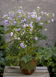 Bodziszek łąkowy (Geranium pratense) Cloud Nine zdjęcie 2