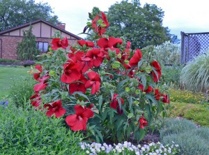 Hibiskus bylinowy (Hibiscus moscheutos) My Valentine zdjęcie 2