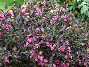 Krzewuszka (Weigela) Ruby Queen sadzonka zdjęcie 2