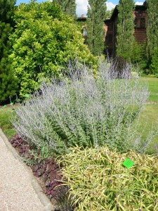 Perowskia łobodolistna (Perovskia) Silvery Blue zdjęcie 6