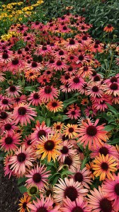Jeżówka purpurowa (Echinacea) Fountain Orange Bicolour zdjęcie 2