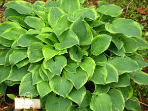 Funkia (Hosta) Veronica Lake zdjęcie 1