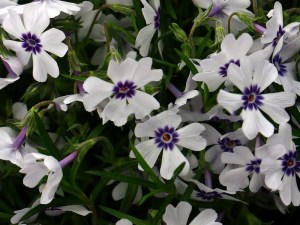 Floks, płomyk szydlasty (Phlox subulata) Bavaria zdjęcie 1
