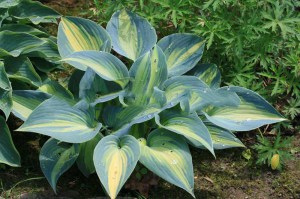 Funkia (Hosta) Touch of Class sadzonka zdjęcie 2