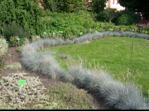 Kostrzewa Sina (Festuca glauca) Niebieska Trawa zdjęcie 9