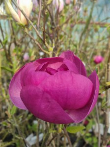 Magnolia Black Tulip c4 drzewo zdjęcie 2