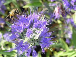Barbula (Caryopteris) Heavenly Blue 2