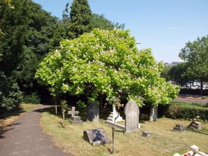 Katalpa, surmia (Catalpa bignonioides) c10 zdjęcie 2