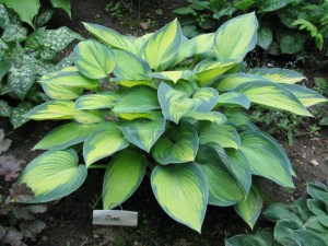 Funkia (Hosta) June zdjęcie 2