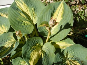 Funkia (Hosta) Dream Queen zdjęcie 2
