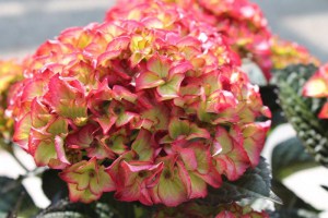 Hortensja ogrodowa (Hydrangea) Red Angel zdjęcie 2