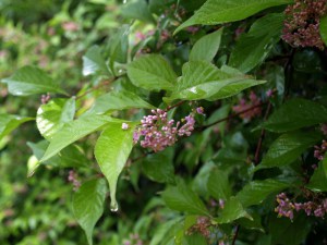 Pięknotka rozwidlona (Callicarpa dichotoma) Issai c3 zdjęcie 2