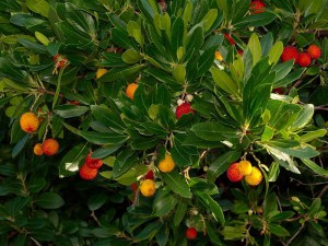 Drzewo truskawkowe (Arbutus unedo) Compactus zdjęcie 2
