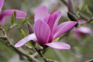 Magnolia Apollo c3 zdjęcie 2
