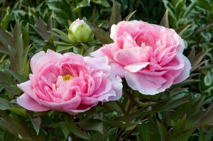 Piwonia drzewiasta (Paeonia suffruticosa) odm. chińska różowa zdjęcie 2