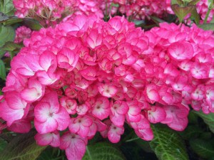 Hortensja ogrodowa (Hydrangea macrophylla) Grafin Cosel zdjęcie 2