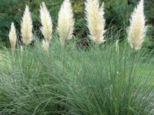 Trawa pampasowa biała (Cortaderia) trawy ozdobne zdjęcie 2