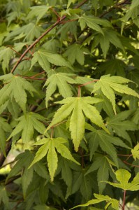 klon palmowy zielony (Acer palmatum) c5 zdjęcie 2