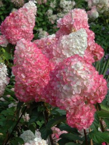 Hortensja bukietowa (Hydrangea) Strawberry Bloosom c7,5 zdjęcie 3