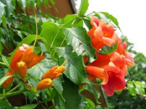 Milin pośredni (Campsis tagliabuana) Guilfoylei - roślina pnąca zdjęcie 2