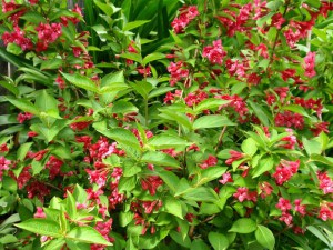 Krzewuszka (Weigela) Newport Red c2 zdjęcie 2