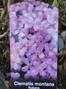 Powojnik (Clematis) Montana var. Rubens c2 zdjęcie 2