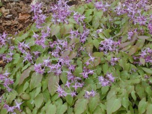 Epimedium wielkokwiatowe (Epimedium grandiflorum) Lilafee zdjęcie 2