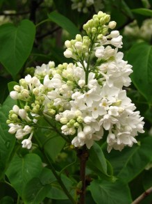 Bez - lilak - Syringa Excellent zdjęcie 3