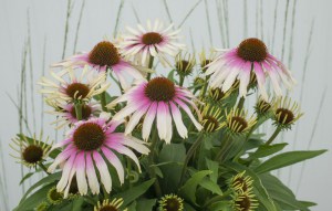 Jeżówka purpurowa (Echinacea) Fountain Pink Eye zdjęcie 2