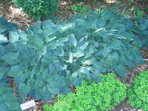 Funkia (Hosta) Pacyfic Blue Edger zdjęcie 2